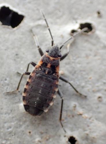 Apterola kuenckeli